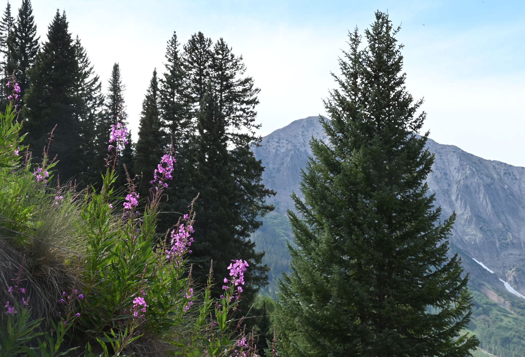 072420-news-wildflowers 09.JPG